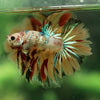 Galaxy Koi Halfmoon - 12 weeks old