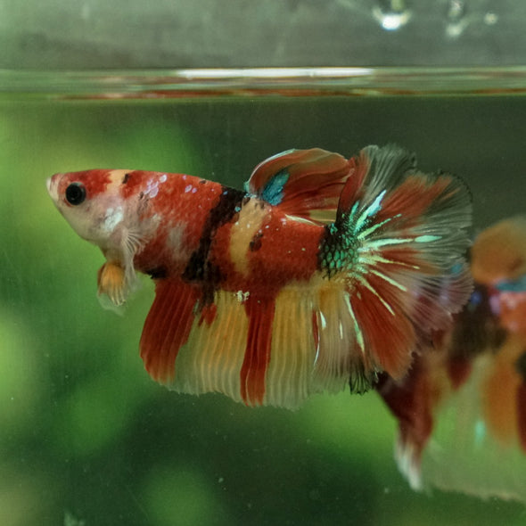 Galaxy Koi Halfmoon - 11 weeks old