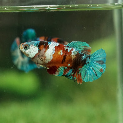 Multicolor/galaxy Koi Plakat- Female