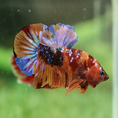 Multicolor/Galaxy Koi Plakat -15 weeks Old