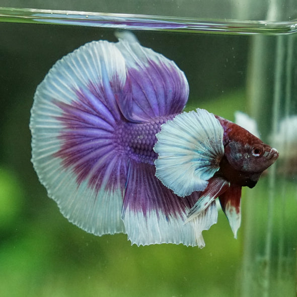 Dumbo Halfmoon - 12 weeks old