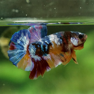 Multicolor/Galaxy Koi Plakat -15 weeks Old