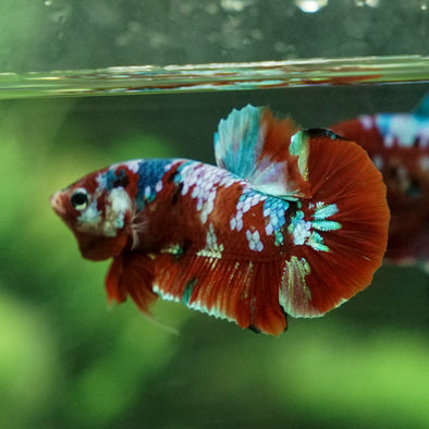 Multicolor/Galaxy Koi Plakat -12 weeks Old