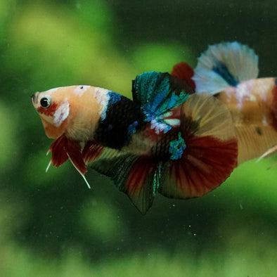 Multicolor/Galaxy Koi Plakat -11 weeks Old