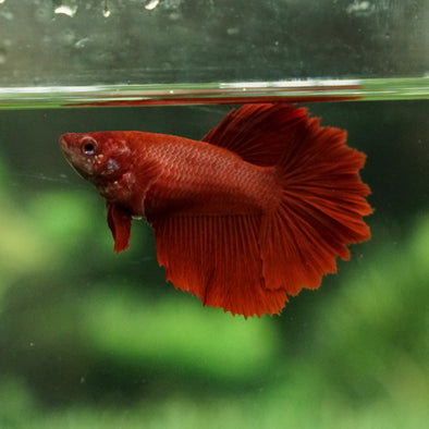 Super Red Halfmoon- Female