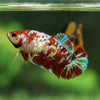 Multicolor/galaxy Koi Plakat- Female