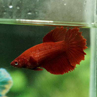 Super red Halfmoon- Female