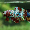 Giant Hybrid Multicolor/Galaxy Koi Plakat -15 weeks Old