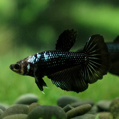 Black Halfmoon- Female