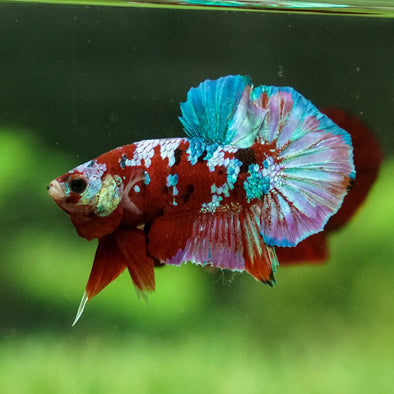 Multicolor/Galaxy Koi Plakat -15 weeks Old