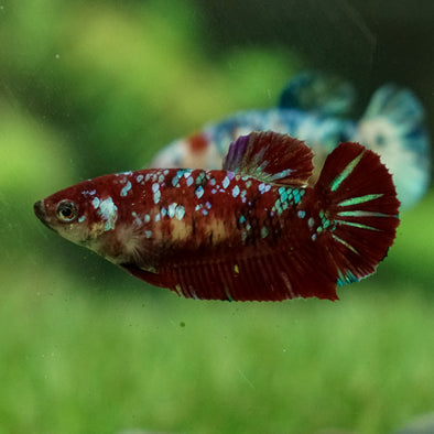 Multicolor/galaxy Koi Plakat- Female