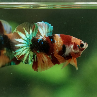 Multicolor/Galaxy Koi Plakat -11 weeks Old