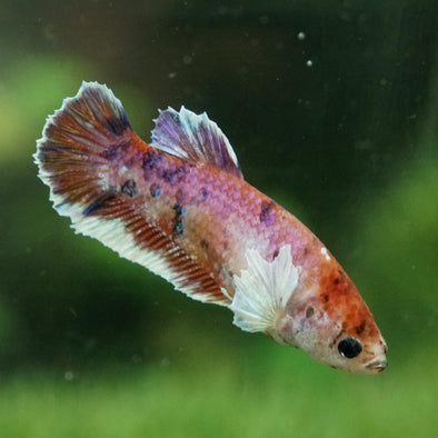 Multicolor/galaxy Dumbo Koi Plakat- Female