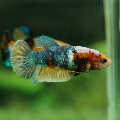 Multicolor/galaxy Koi Plakat- Female