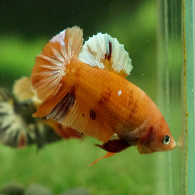 Multicolor/galaxy Koi Plakat- Breeder Grade Female