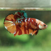 Giant Hybrid Multicolor/Galaxy Koi-15 weeks Old