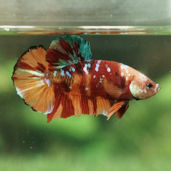 Giant Hybrid Multicolor/Galaxy Koi-15 weeks Old