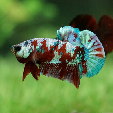 Multicolor/Galaxy Koi Plakat -15 weeks Old