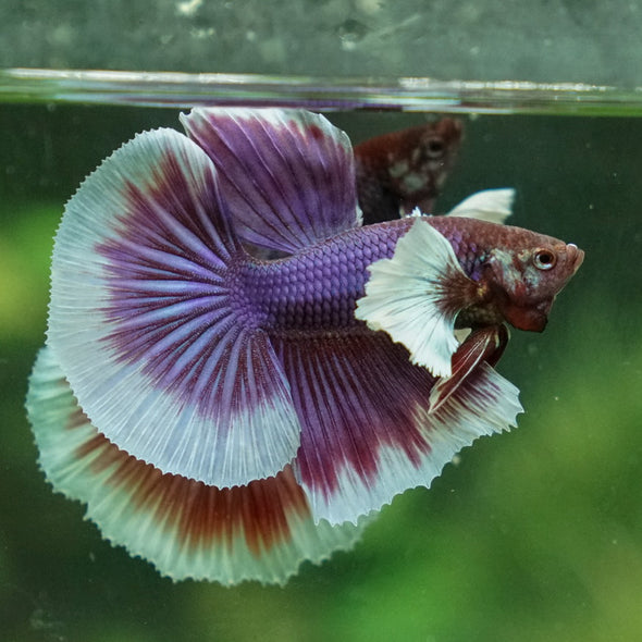 Dumbo Halfmoon - 12 weeks old