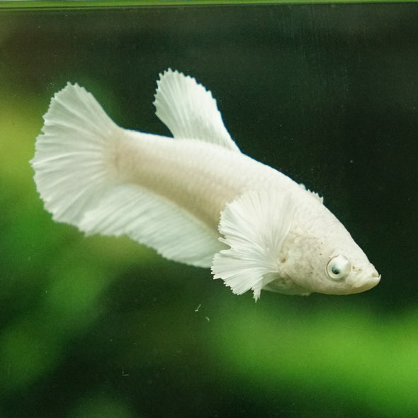 Dumbo Halfmoon - Female