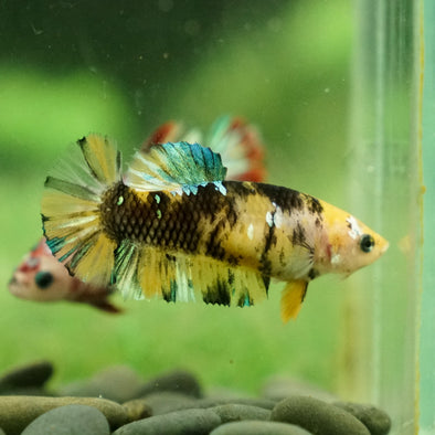 Multicolor/galaxy Koi Plakat- Female