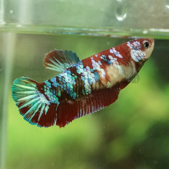 Multicolor/galaxy Dumbo Koi Plakat- Female