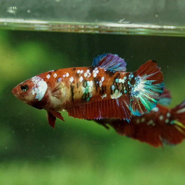 Multicolor/galaxy Koi Plakat- Female