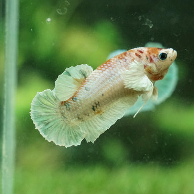 Nemo Copper Koi Dumbo Plakat- Female