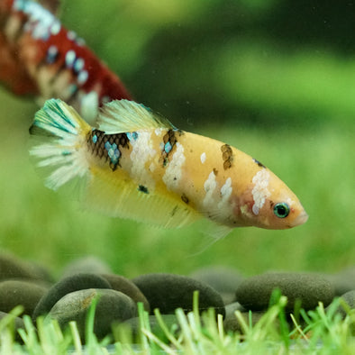 Multicolor/galaxy Koi Plakat- Female