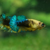 Yellow Fancy Plakat 13 Week Old- Female