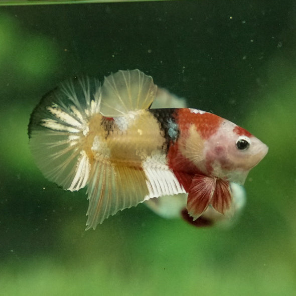 Multicolor/Galaxy Koi Plakat -11 weeks Old