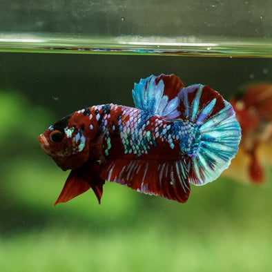 Multicolor/Galaxy Koi Plakat -12 weeks Old