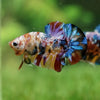 Multicolor/Galaxy Koi Plakat -15 weeks Old