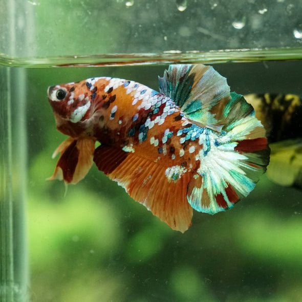 Multicolor/Galaxy Koi Plakat - 14 Weeks Old