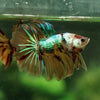 Galaxy Koi Halfmoon - 12 weeks old