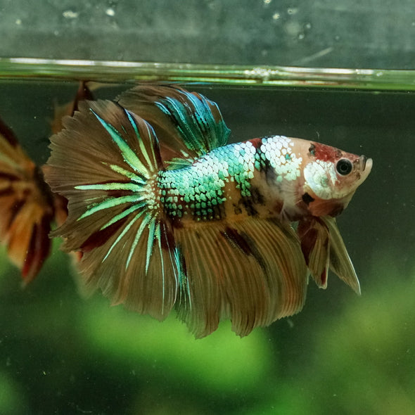Galaxy Koi Halfmoon - 12 weeks old