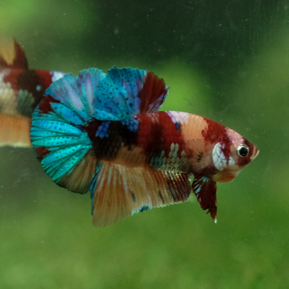 Multicolor/Galaxy Koi Plakat -13 weeks Old