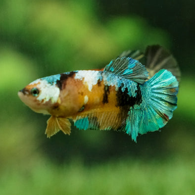 Multicolor/galaxy Koi Plakat- Female