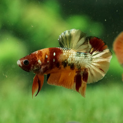 Copper/Gold Galaxy Koi Plakat - 12Weeks Old