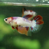 Koi Halfmoon - Female