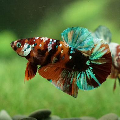 Multicolor/Galaxy Koi Plakat -12 weeks Old