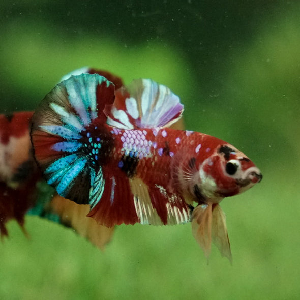 Multicolor/Galaxy Koi Plakat -11 weeks Old