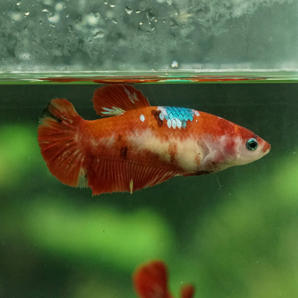 Multicolor/ Galaxy Koi Plakat- Female- 16 Weeks Old