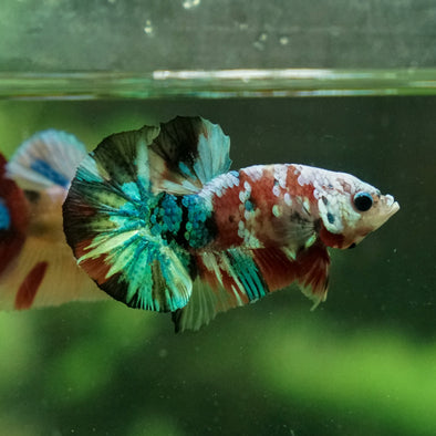 Multicolor/Galaxy Koi Plakat -11 weeks Old