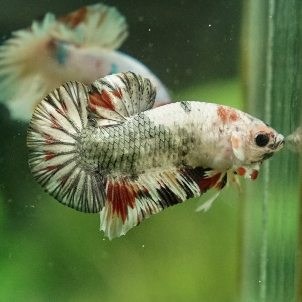 Multicolor/Galaxy Koi Plakat -11 weeks Old