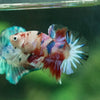 Multicolor/Galaxy Koi Plakat -11 weeks Old