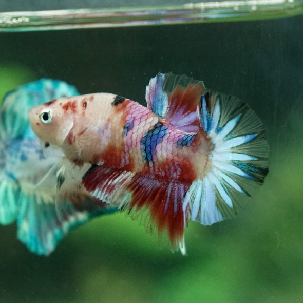 Multicolor/Galaxy Koi Plakat -11 weeks Old