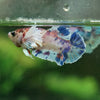 Multicolor/galaxy Dumbo Koi Plakat- Female