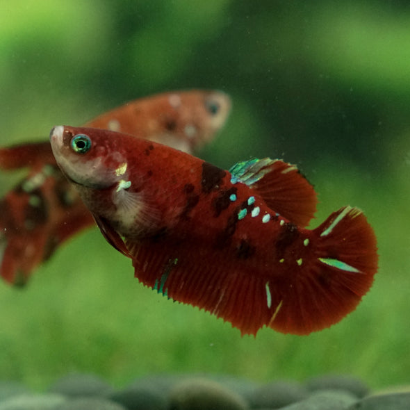 Multicolor/ Galaxy Koi Plakat- Female- 16 Weeks Old