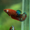 Red Fancy Plakat 13 Week Old- Female